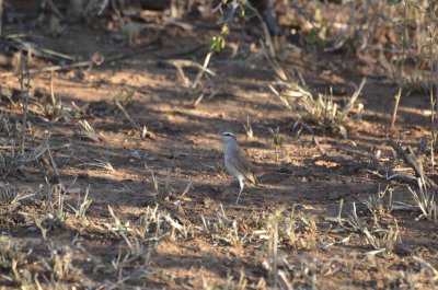 20120430162112Madikwe00343.jpg