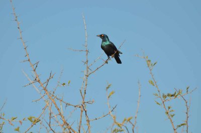 20120430162752Madikwe00347.jpg