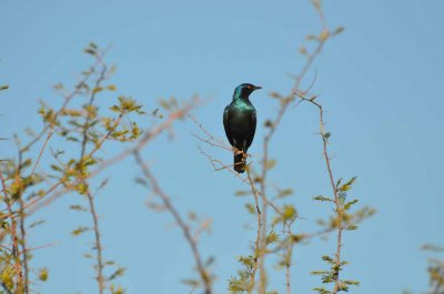 20120430162844Madikwe00357.jpg