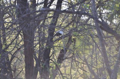 20120430163100Madikwe00360.jpg