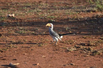 20120430164844Madikwe00369.jpg