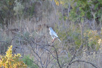 20120430165454Madikwe00376.jpg