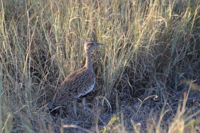 20120430170108Madikwe00384.jpg