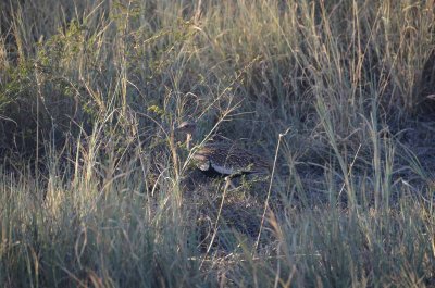 20120430170144Madikwe00564.jpg