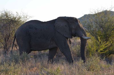 20120430171712Madikwe00392.jpg