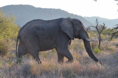 20120430171720Madikwe00399.jpg