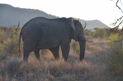 20120430171744Madikwe00574.jpg