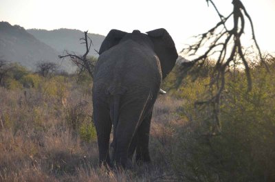 20120430171752Madikwe00578.jpg