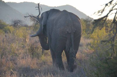 20120430171816Madikwe00580.jpg