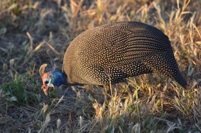 20120430172148Madikwe00413.jpg