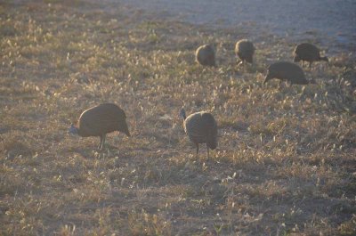 20120430172204Madikwe00590.jpg