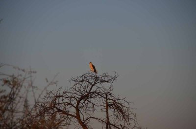 20120430172620Madikwe00594.jpg