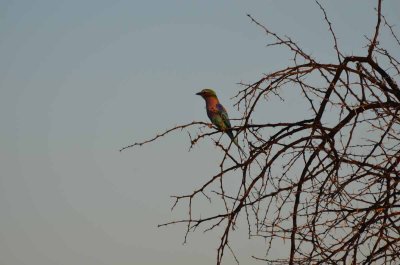 20120430172626Madikwe00425.jpg