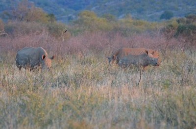 20120430173936Madikwe00431.jpg