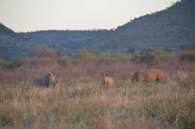20120430173950Madikwe00605.jpg