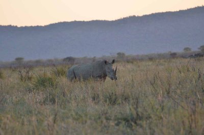 20120430174008Madikwe00438.jpg