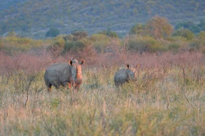 20120430174022Madikwe00439.jpg