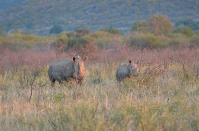 20120430174024Madikwe00441.jpg