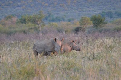 20120430174210Madikwe00449.jpg