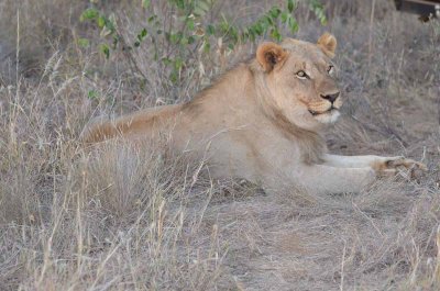 20120430174752Madikwe00453.jpg
