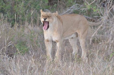 20120430174856Madikwe00462.jpg