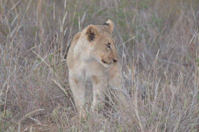 20120430174950Madikwe00467.jpg