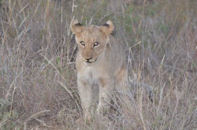 20120430175004Madikwe00472.jpg