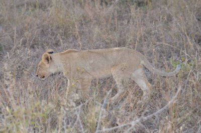 20120430175044Madikwe00474.jpg