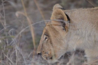 20120430175048Madikwe00477.jpg