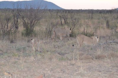 20120430175306Madikwe00484.jpg