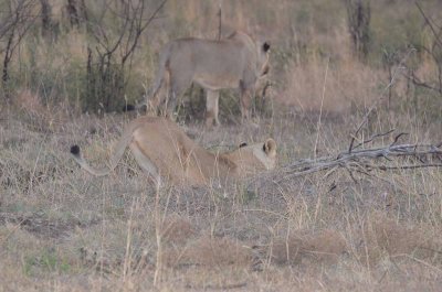 20120430175312Madikwe00485.jpg