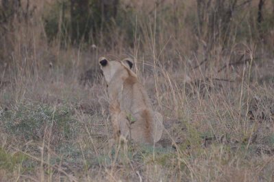 20120430175326Madikwe00487.jpg