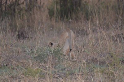 20120430175402Madikwe00489.jpg