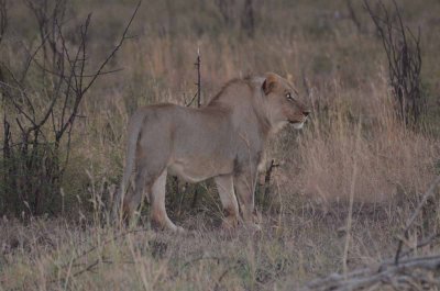 20120430175412Madikwe00490.jpg