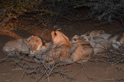 20120430191658Madikwe00491.jpg