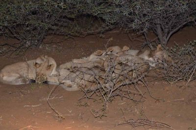 20120430191824Madikwe00495.jpg
