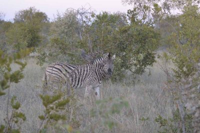 20120501063706Madikwe00745.jpg