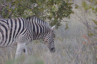 20120501063720Madikwe00748.jpg