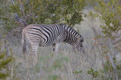 20120501063808Madikwe00751.jpg