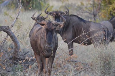 20120501064604Madikwe00754.jpg