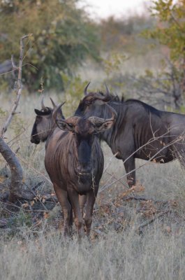 20120501064608Madikwe00755.jpg