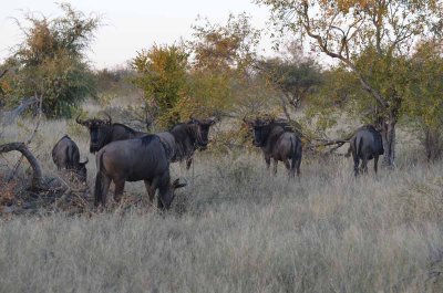 20120501064622Madikwe00758.jpg