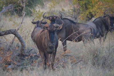 20120501064630Madikwe00648.jpg