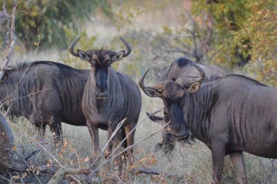 20120501064712Madikwe00760.jpg