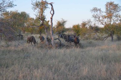 20120501064854Madikwe00652.jpg