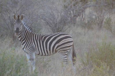 20120501070240Madikwe00767.jpg