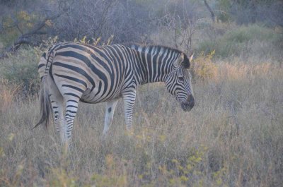 20120501070254Madikwe00654.jpg