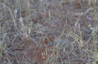 20120501070730Madikwe00770.jpg