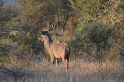 20120501070820Madikwe00773.jpg