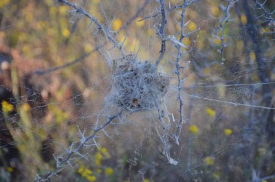 20120501072018Madikwe00668.jpg